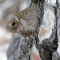 Eisenfarbiger Samtfalter (Hipparchia statilinus)